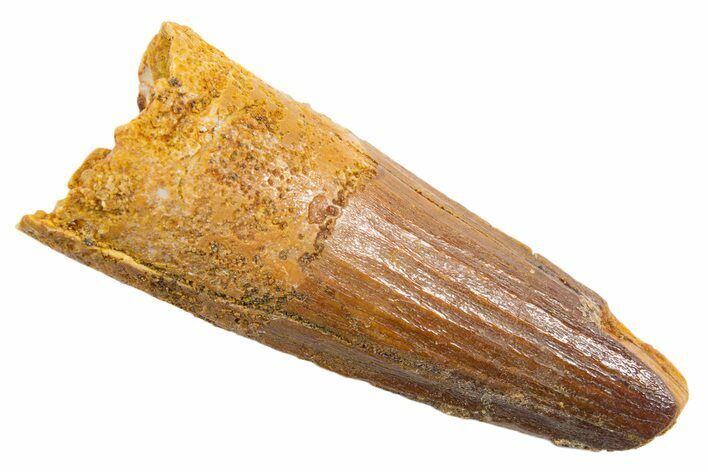 Fossil Spinosaurus Tooth - Real Dinosaur Tooth #345567